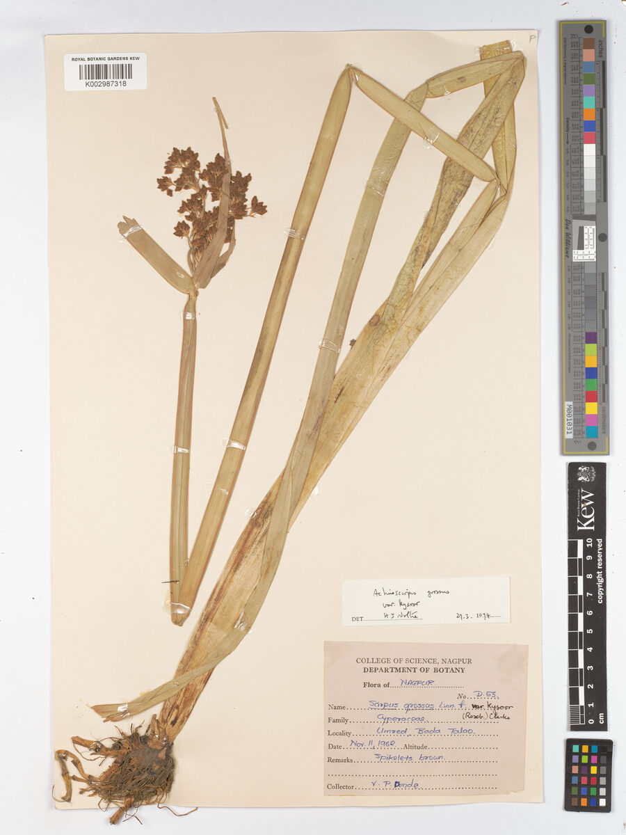 Actinoscirpus grossus var. kysoor — photo