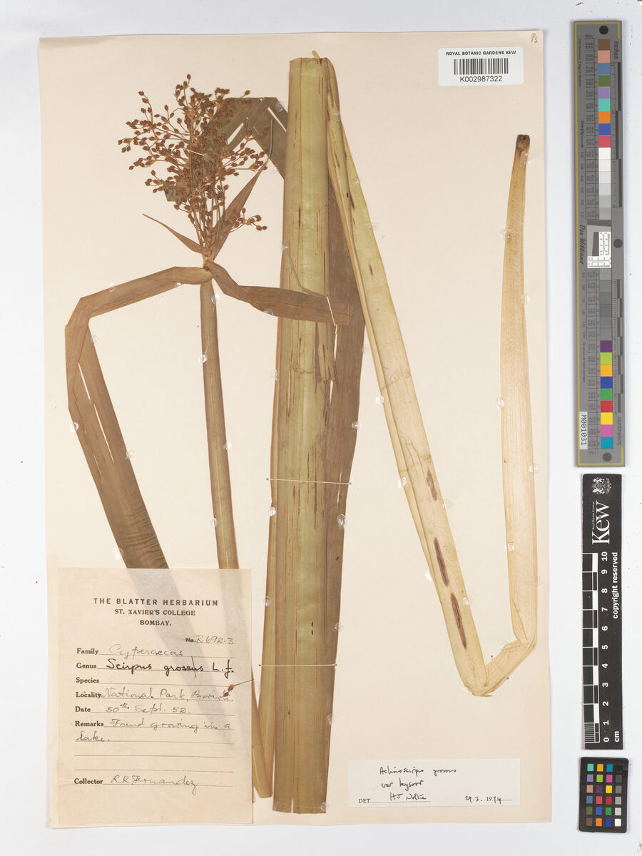 Actinoscirpus grossus var. kysoor — photo