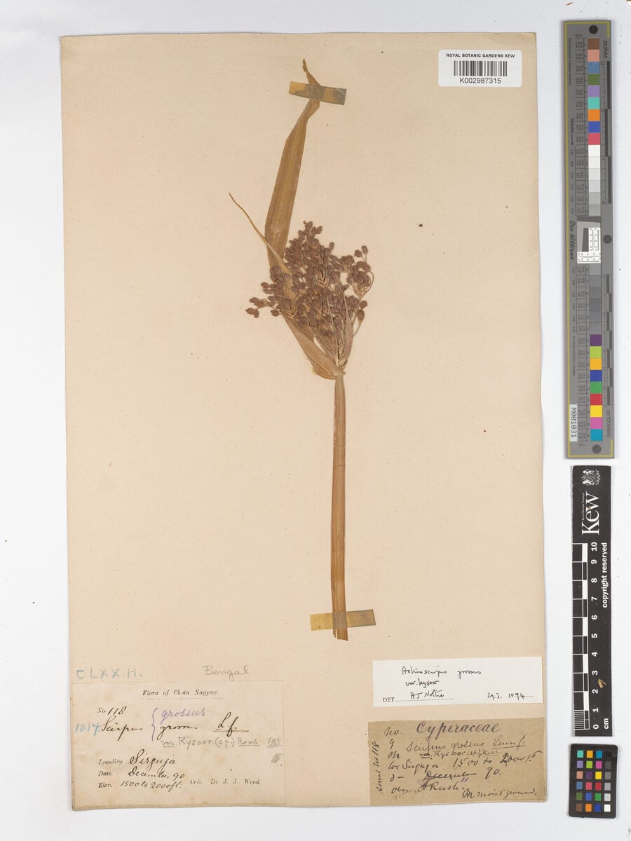 Actinoscirpus grossus var. kysoor