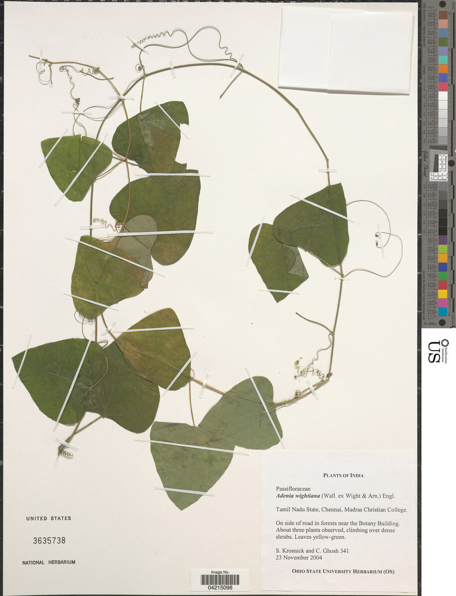 Adenia wightiana — photo