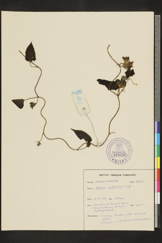 Adenia wightiana