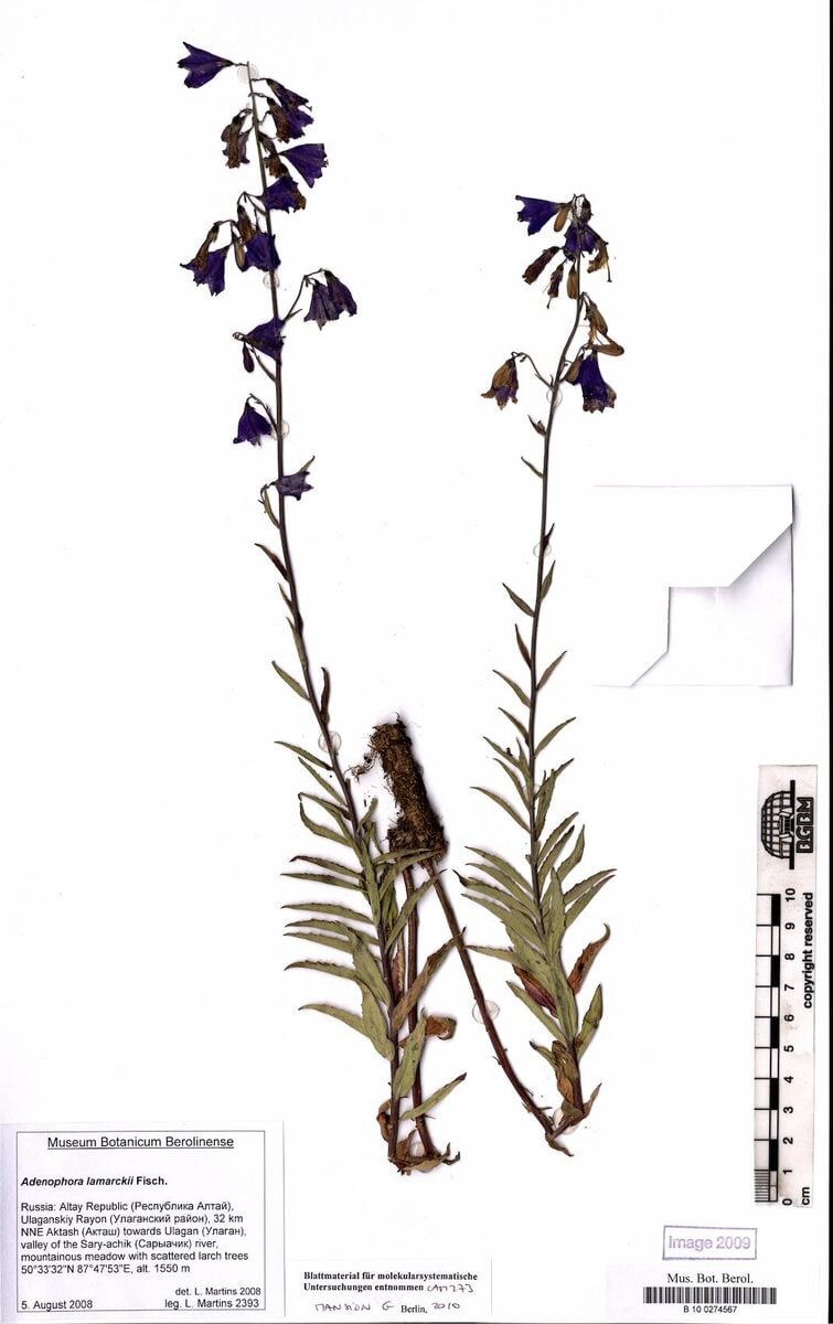 Adenophora lamarkii — photo