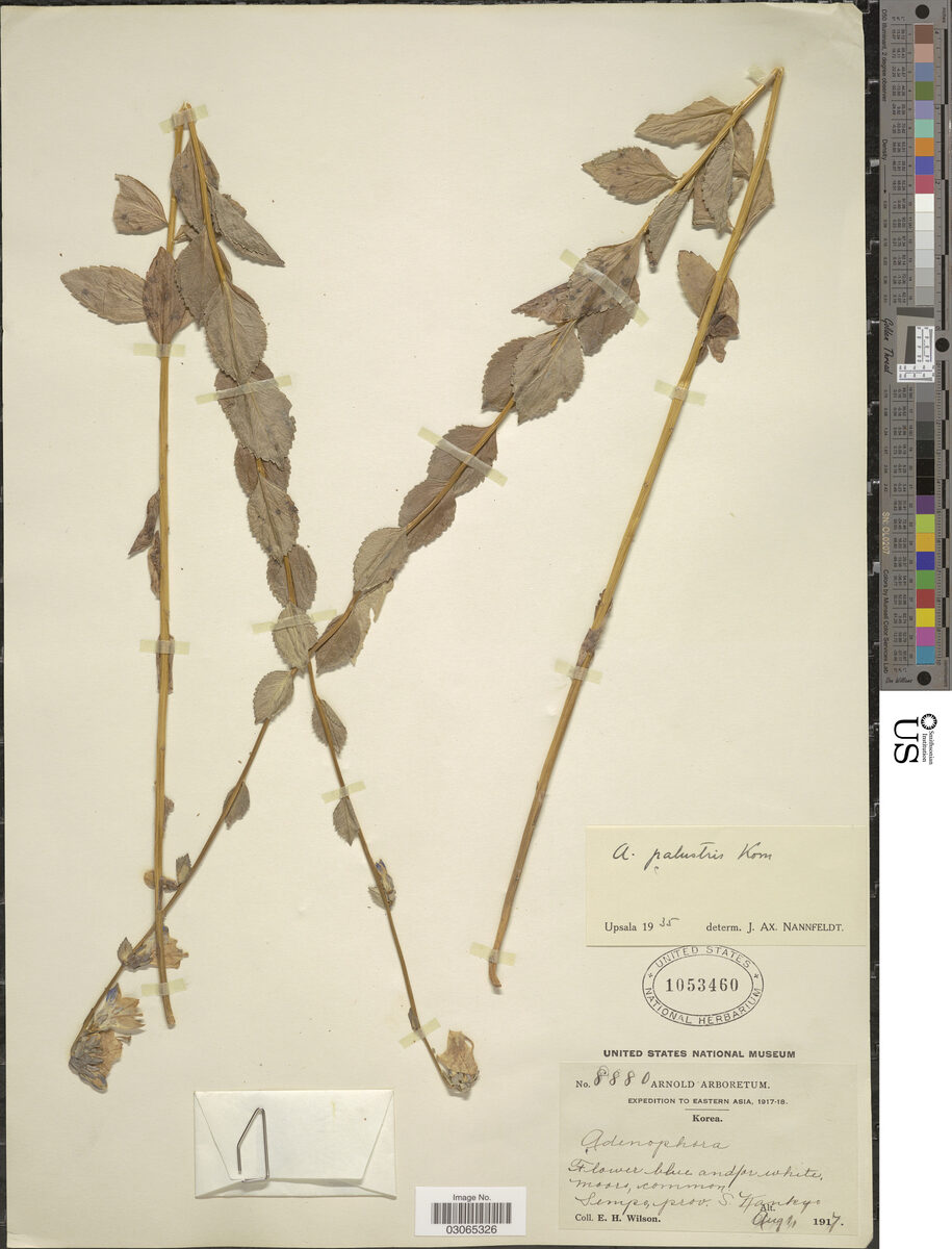 Adenophora palustris — photo