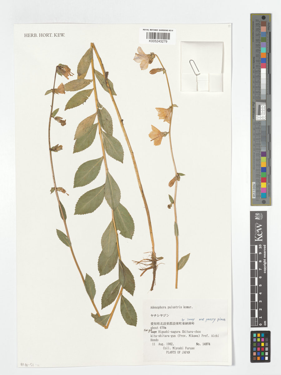 Adenophora palustris