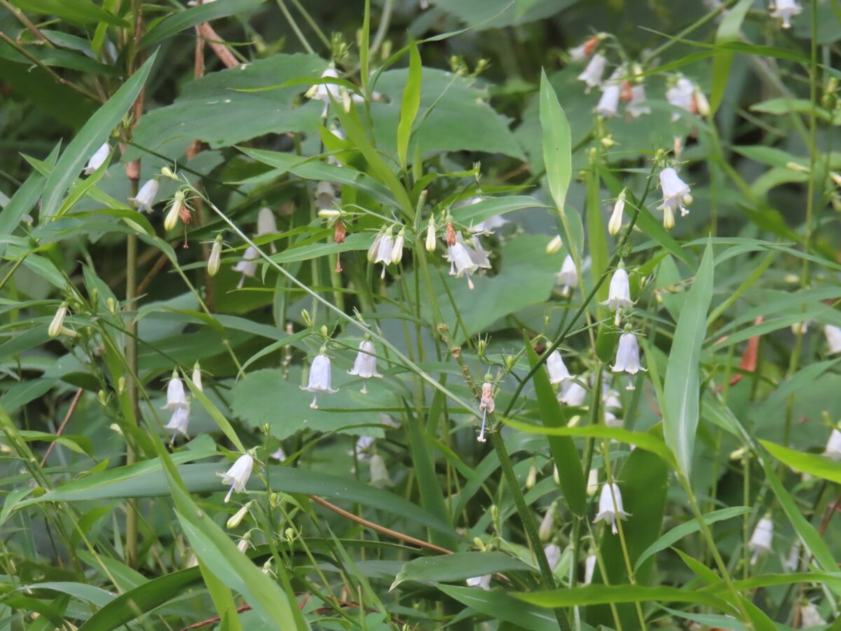 Adenophora triphylla var. japonica (Three-leaf ladybell) — photo
