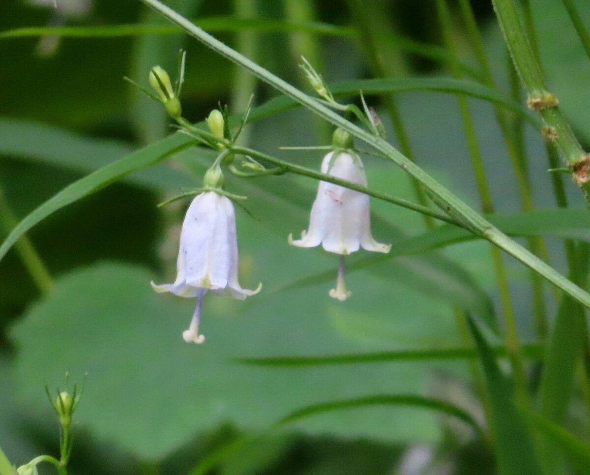 Adenophora triphylla var. japonica (Three-leaf ladybell) — photo