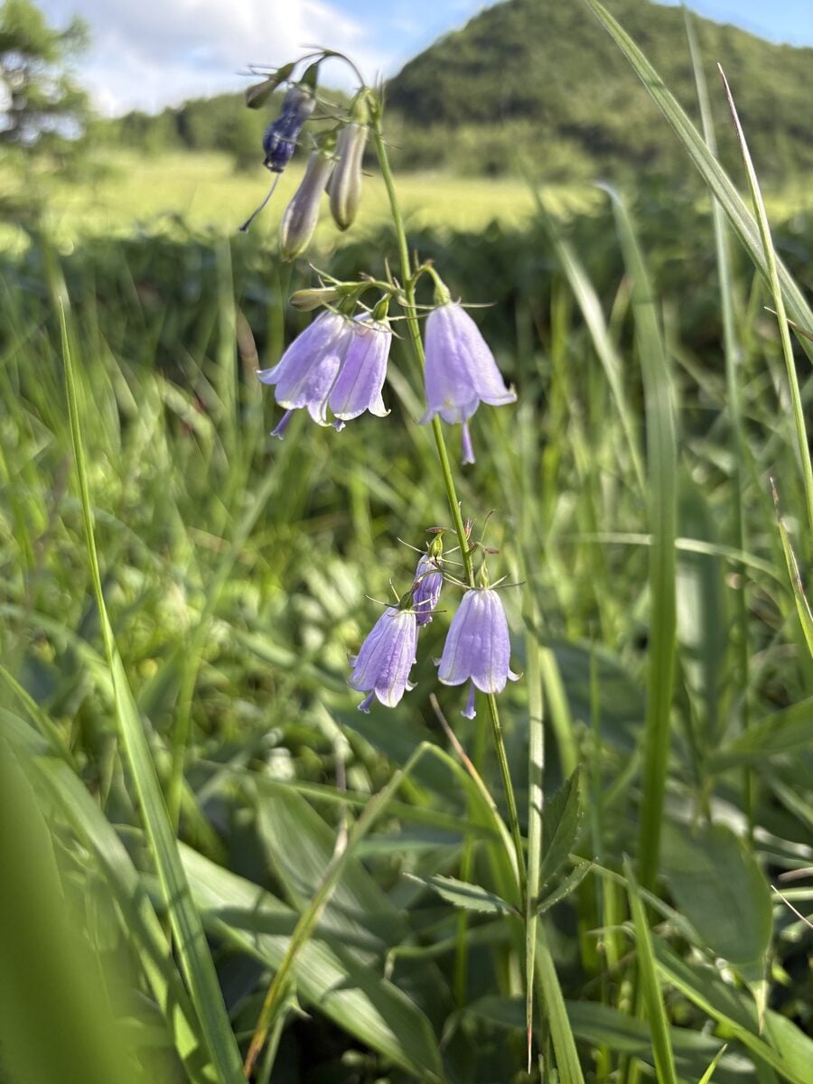 Adenophora triphylla var. japonica