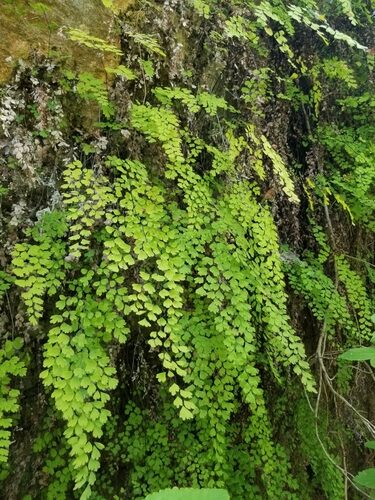 Adiantum capillus-veneris (True Maidenhair fern) — photo