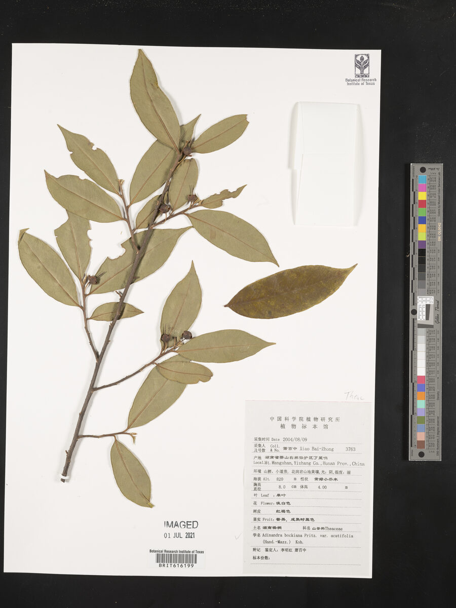 Adinandra bockiana (Wong-pan-ch'a-shue) — photo