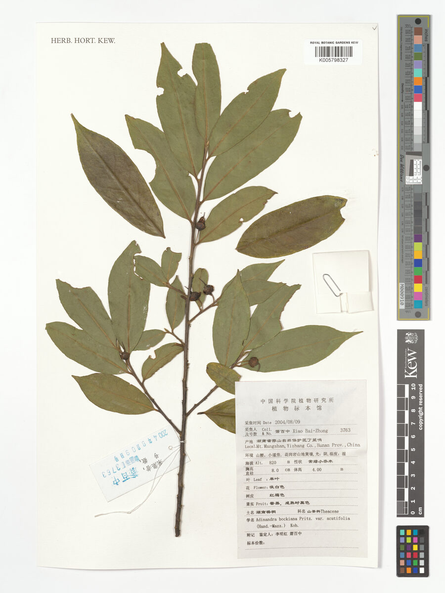 Adinandra bockiana (Wong-pan-ch'a-shue) — photo