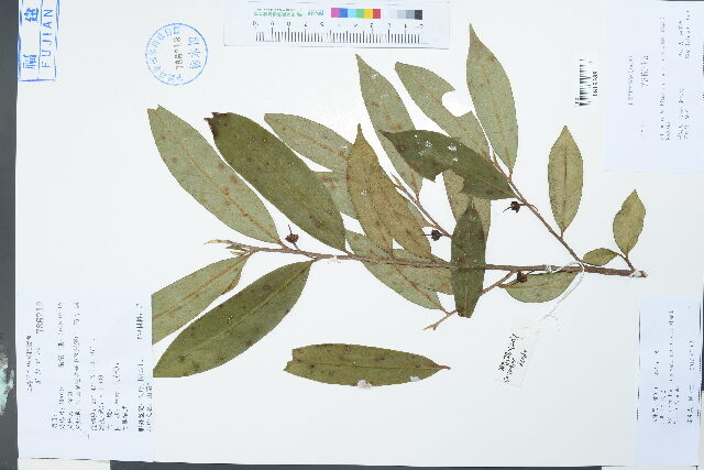 Adinandra bockiana