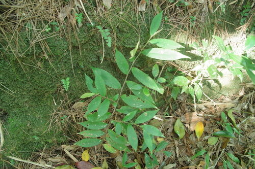 Adinandra ryukyuensis