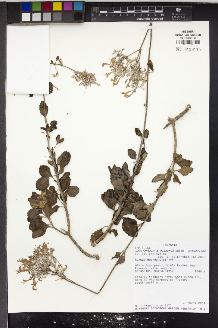 Aeollanthus myrianthus subsp. gamwelliae (Ninde) — photo