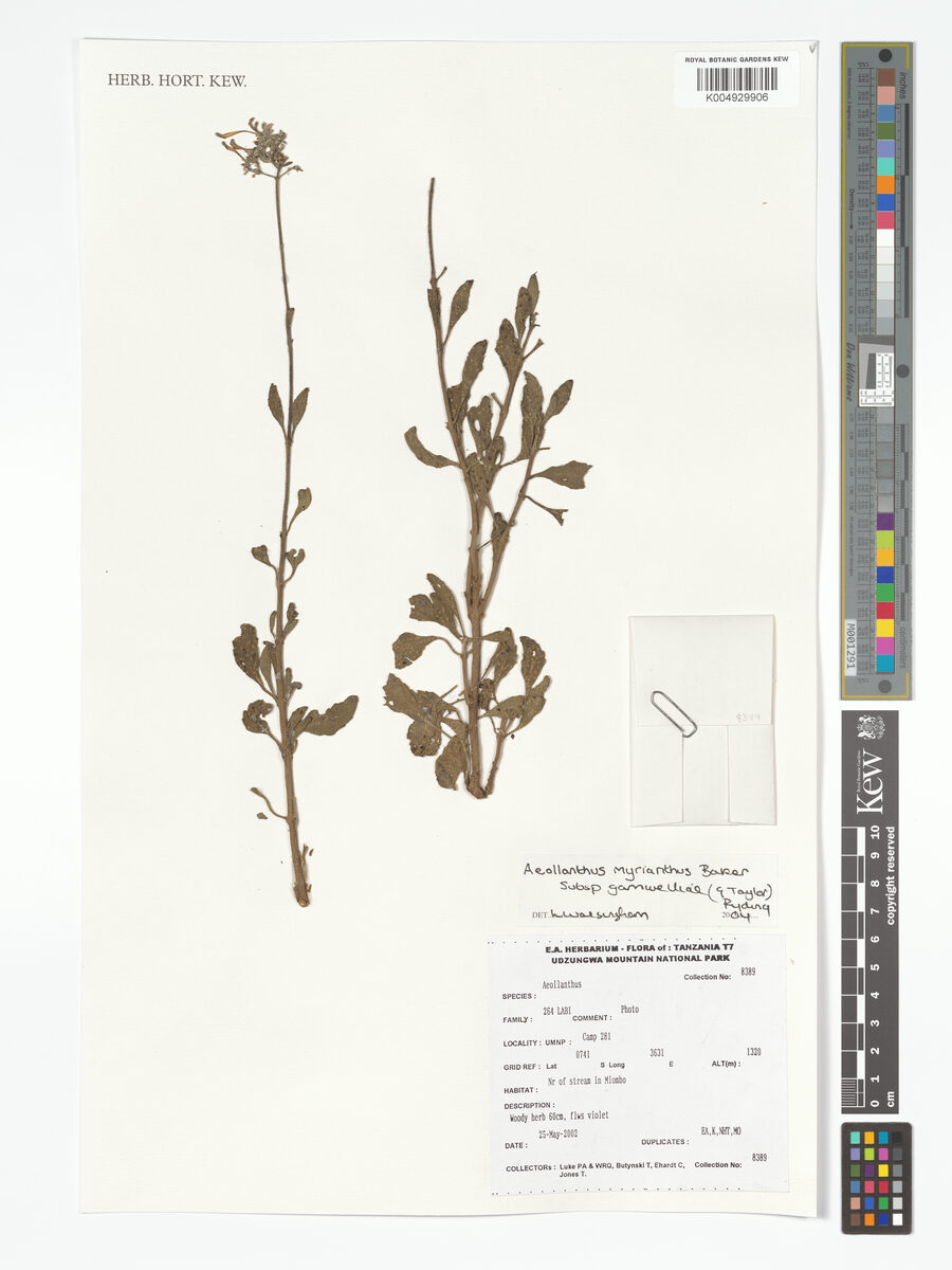 Aeollanthus myrianthus subsp. gamwelliae (Ninde) — photo