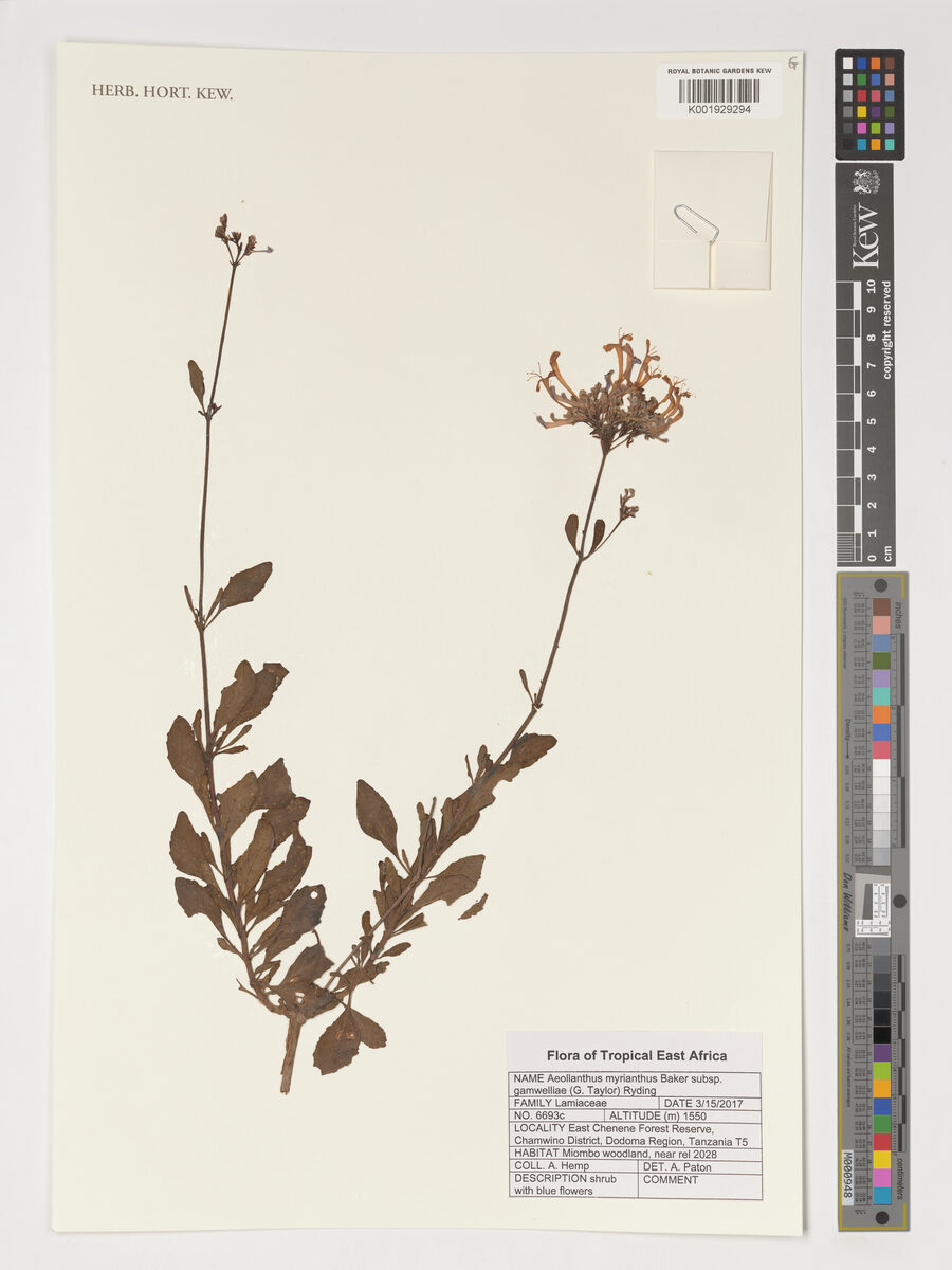 Aeollanthus myrianthus subsp. gamwelliae