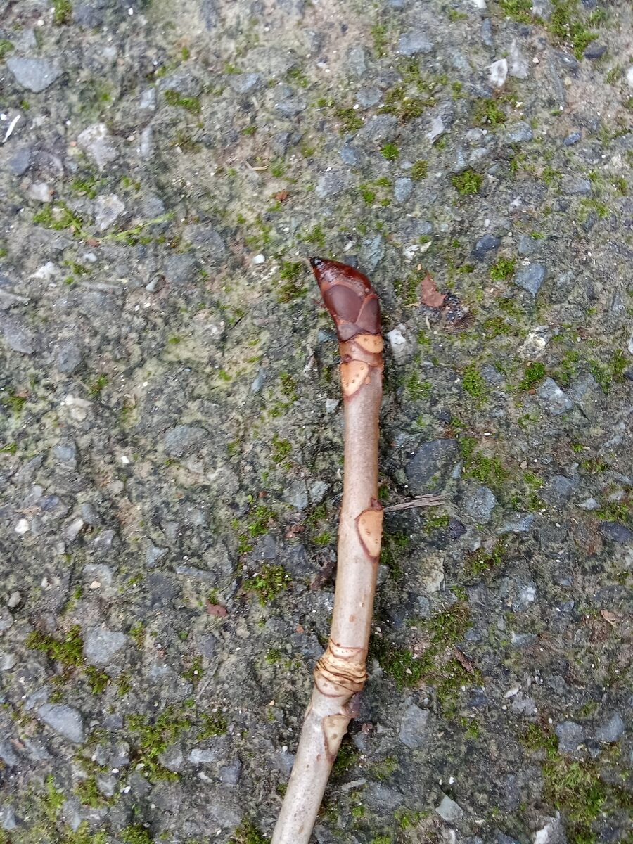 Aesculus spp (Horse chestnut) — photo