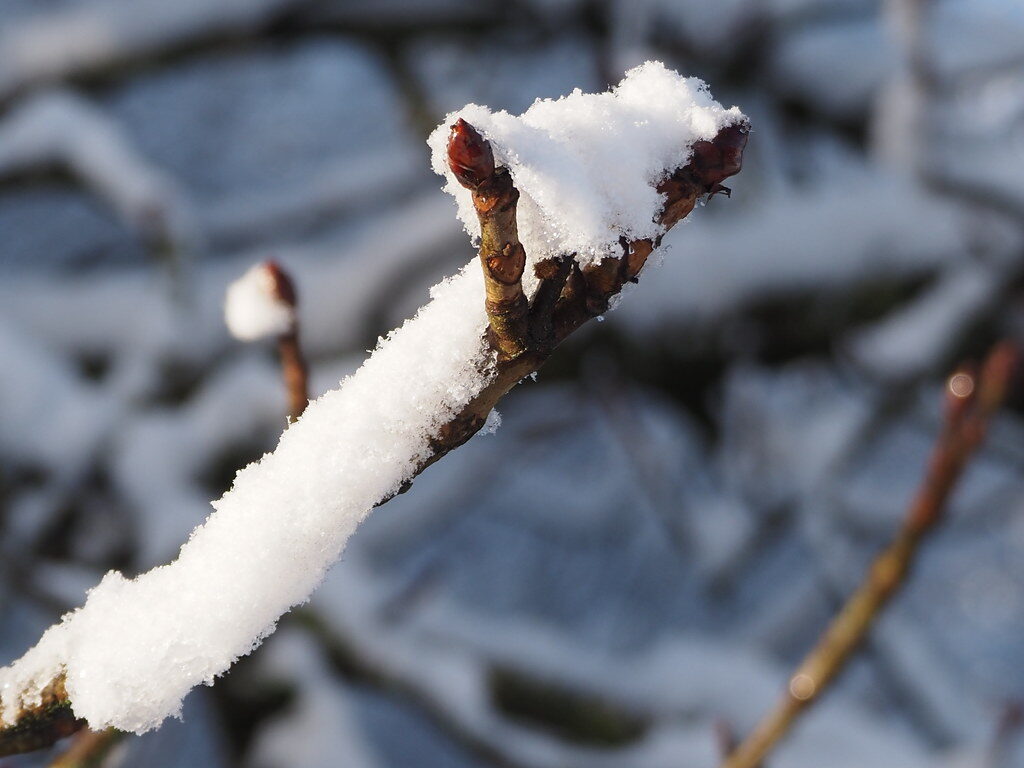 Aesculus spp