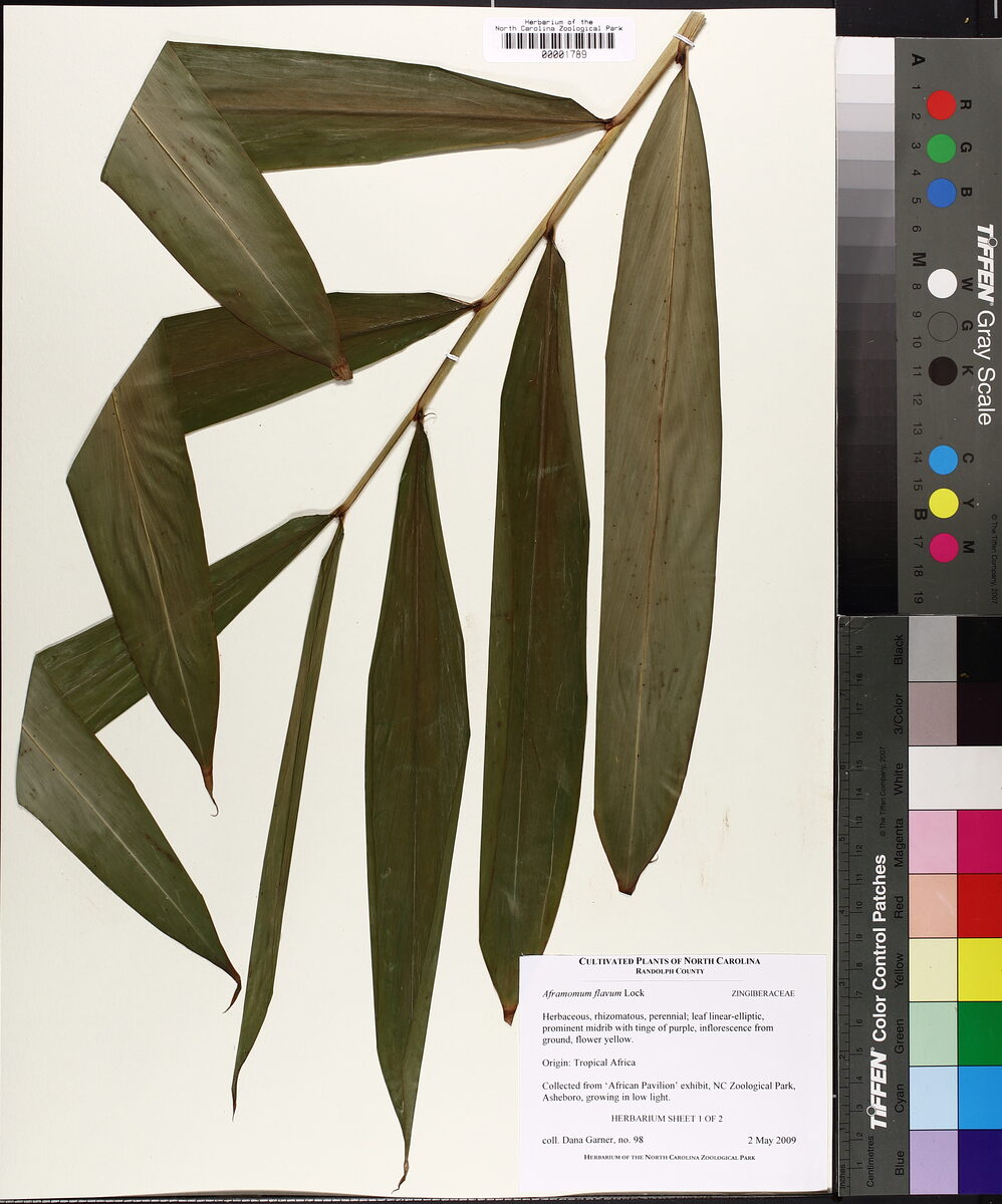 Aframomum flavum — photo