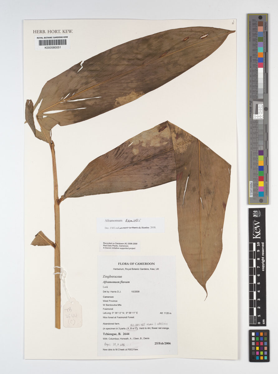 Aframomum flavum — photo