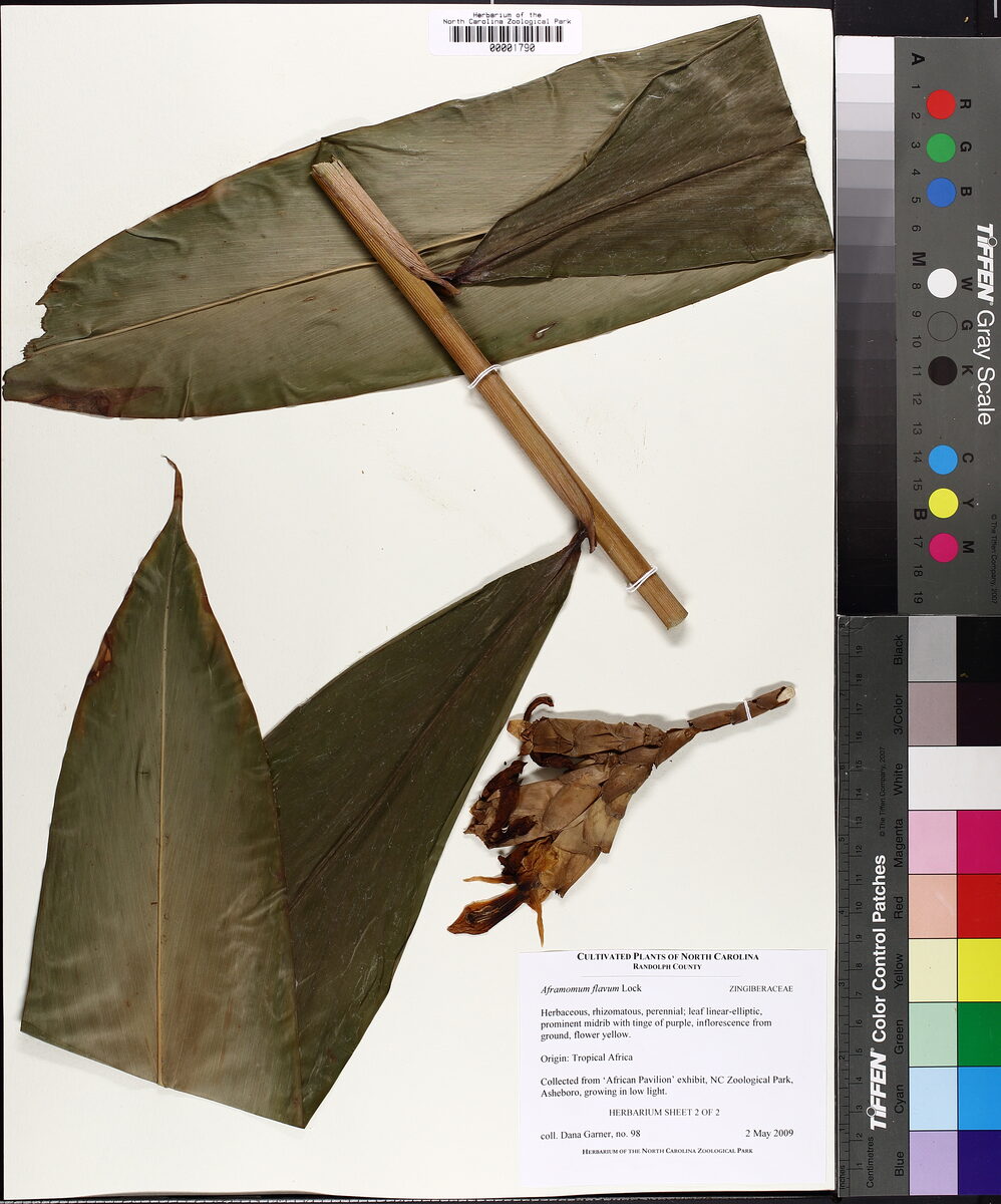 Aframomum flavum