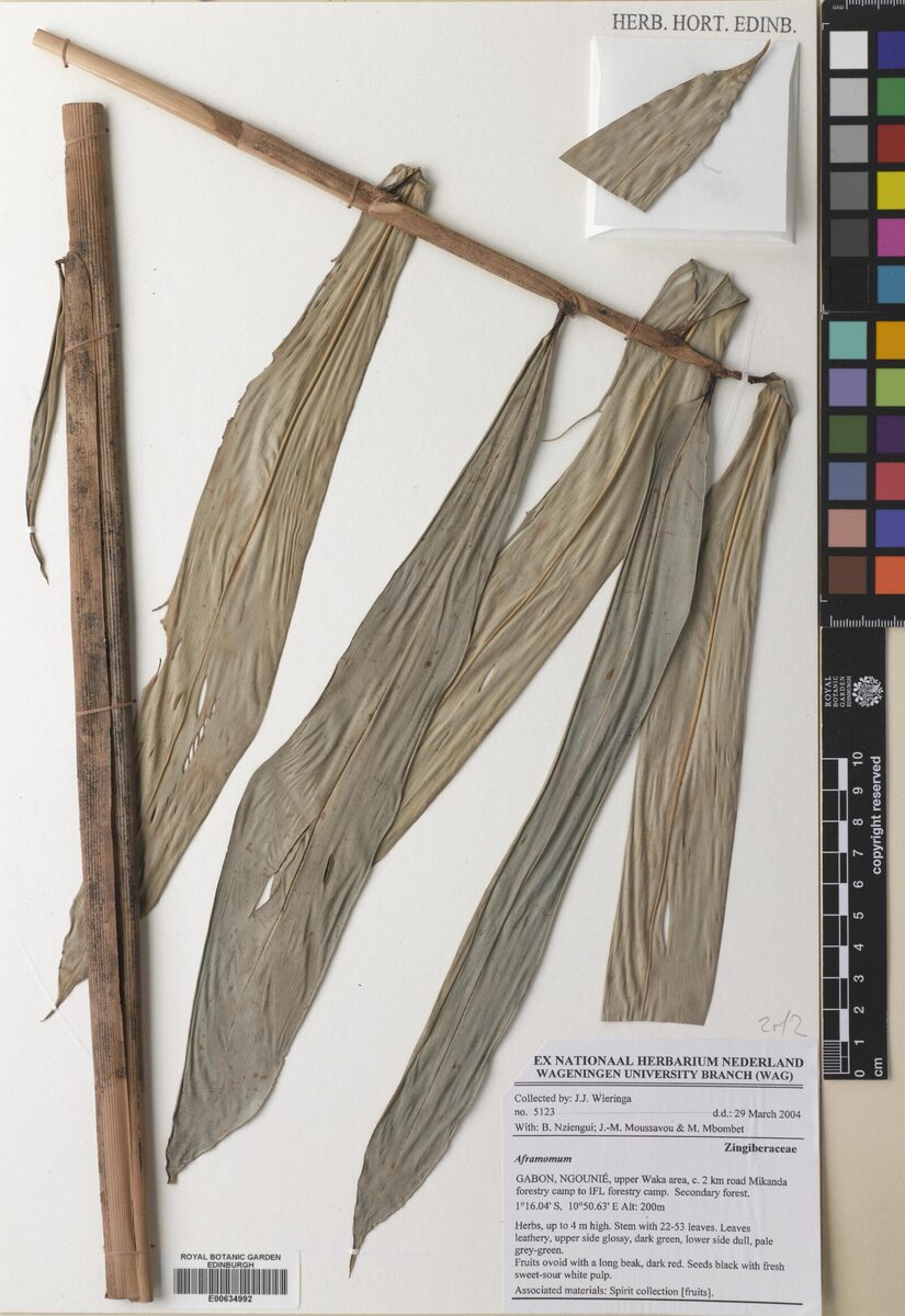 Aframomum glaucophyllum — photo