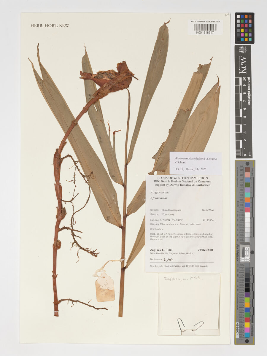 Aframomum glaucophyllum — photo