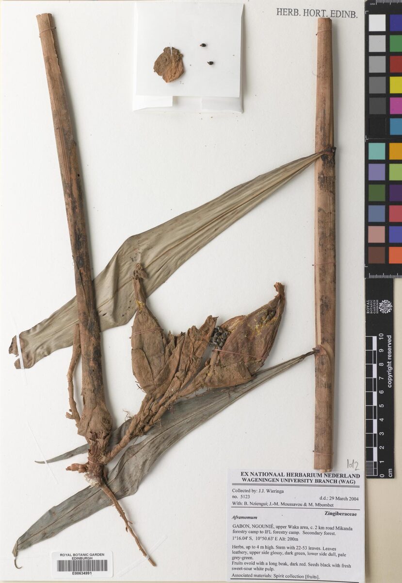 Aframomum glaucophyllum