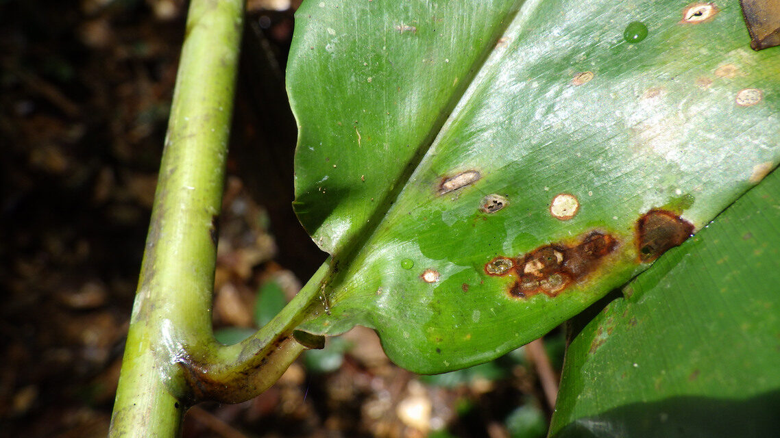 Aframomum letestuanum