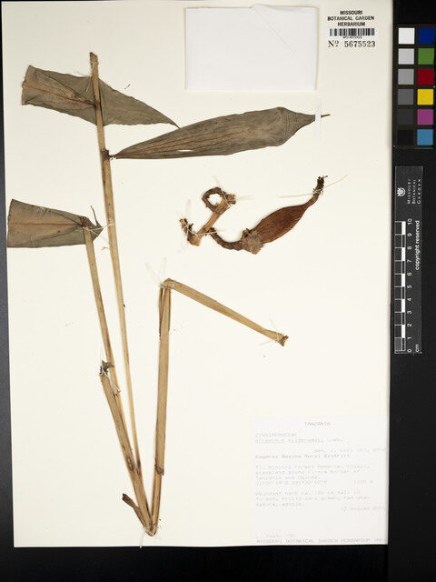 Aframomum mildbraedii (African cardamom) — photo