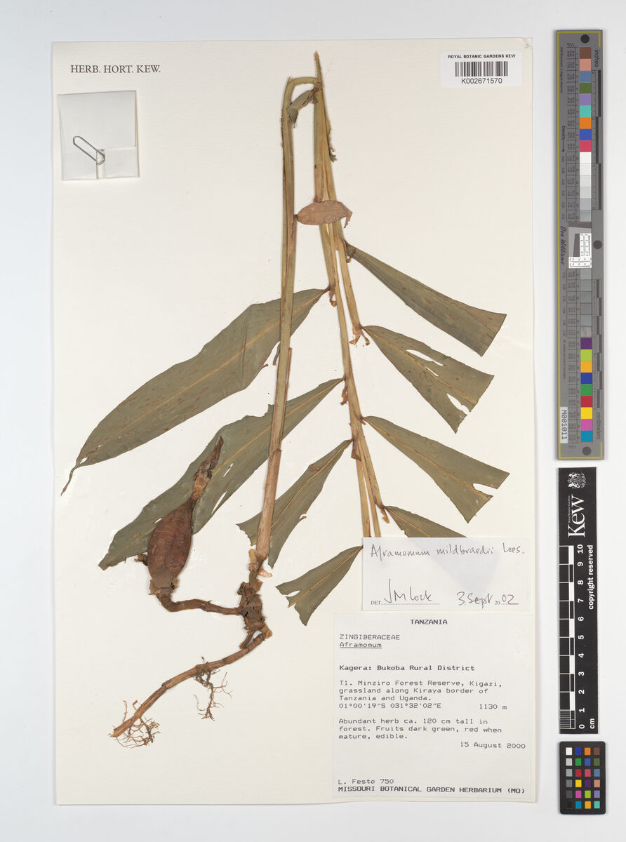 Aframomum mildbraedii (African cardamom) — photo