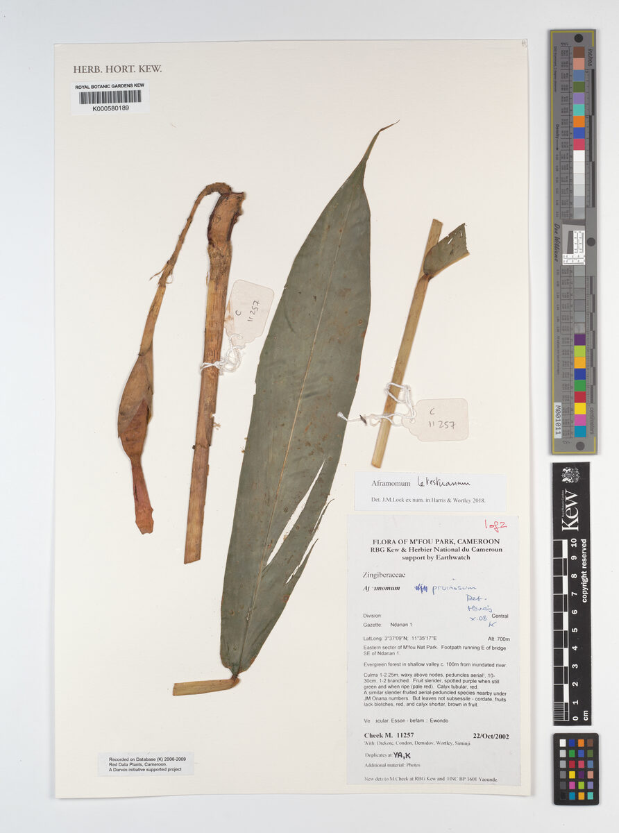 Aframomum pruinosum (Cameroon cardamom) — photo