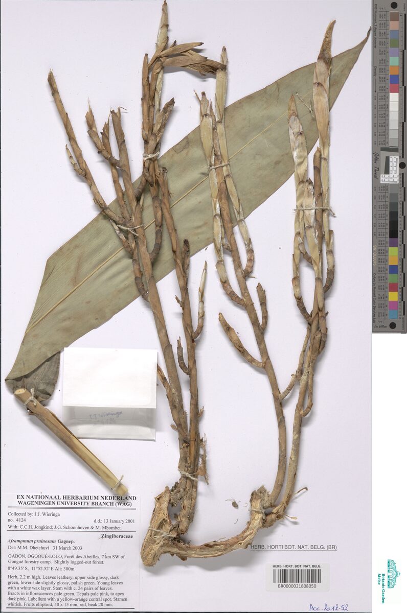Aframomum pruinosum (Cameroon cardamom) — photo