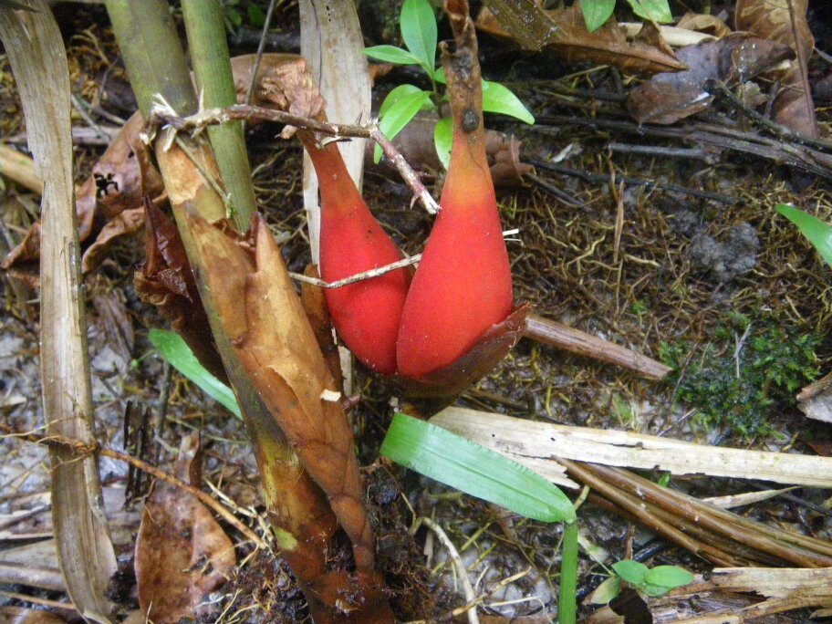 Aframomum subsericeum (Alligator pepper) — photo