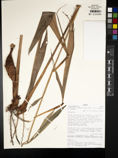 Aframomum subsericeum (Alligator pepper) — photo