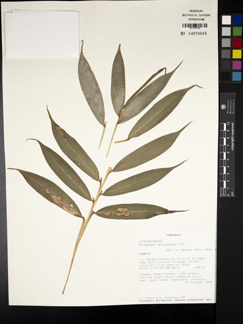 Aframomum verrucosum — photo