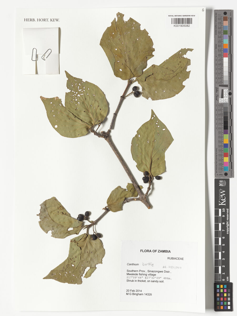 Afrocanthium burttii (Mottled-bark canthium) — photo