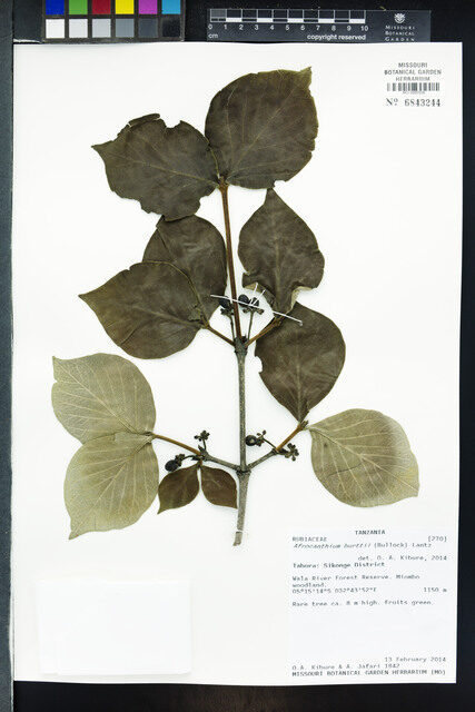 Afrocanthium burttii