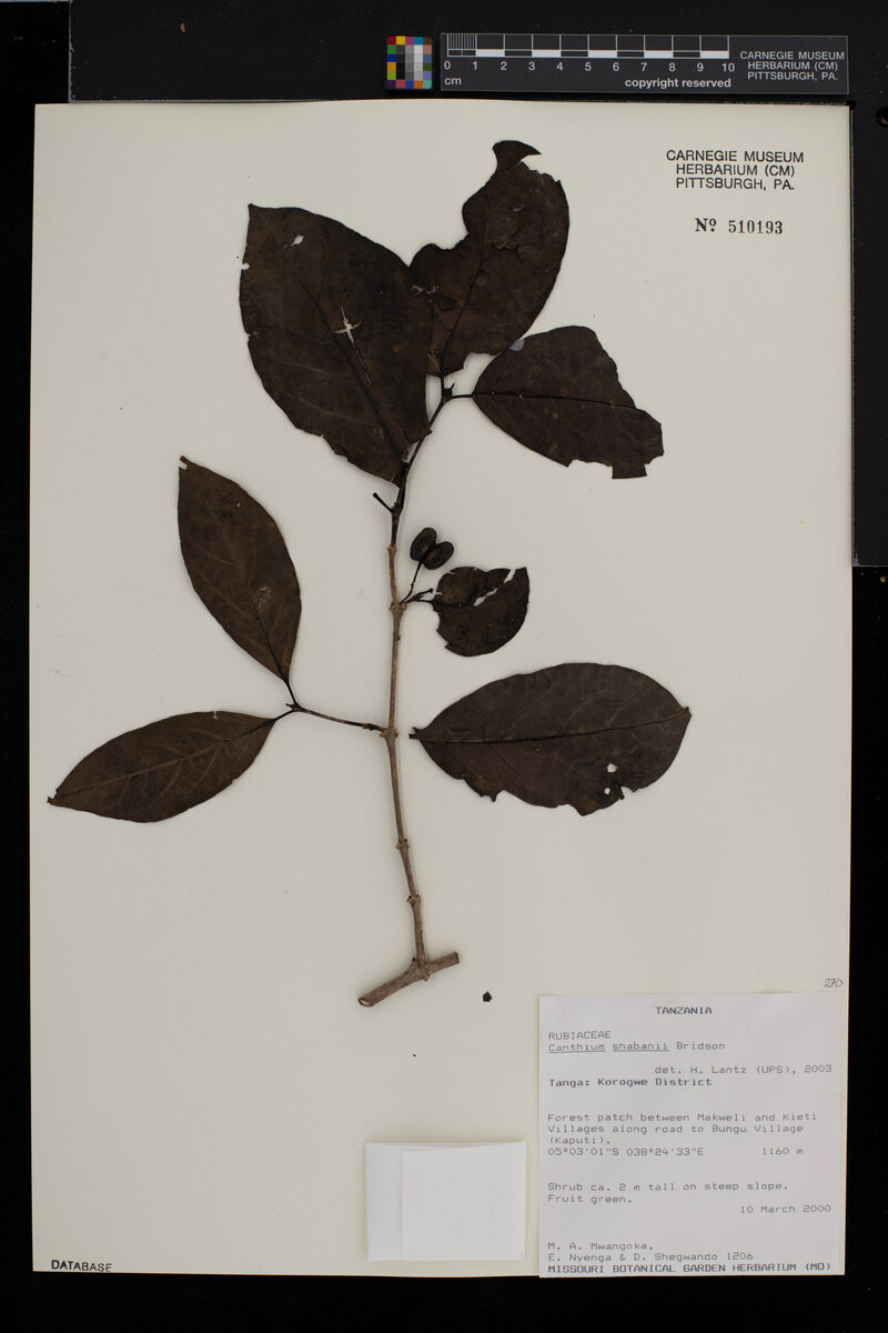 Afrocanthium shabanii — photo