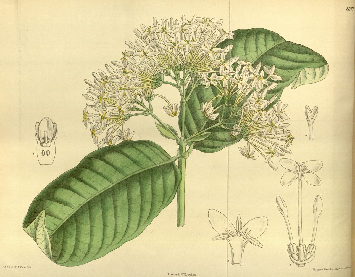 Afrocanthium shabanii