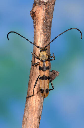 Afzelia bipindensis (Apa) — photo