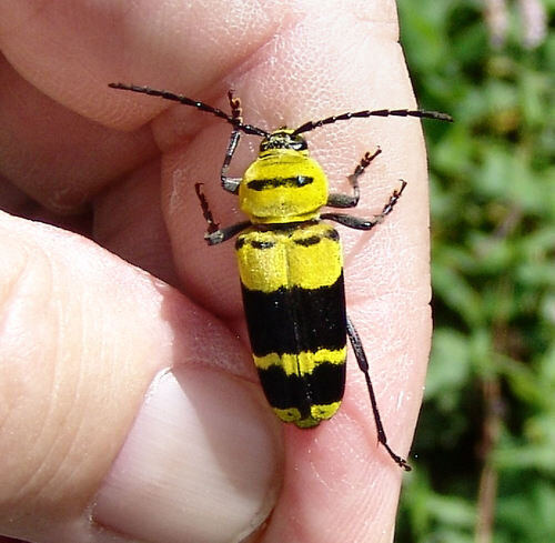 Afzelia bipindensis (Apa) — photo