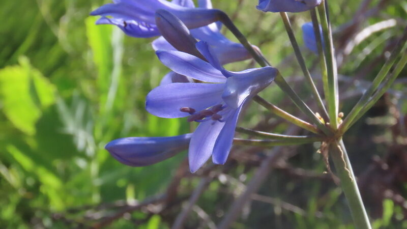 Agapanthus praecox minimus - (Lindl.)F.M.Leight. — photo