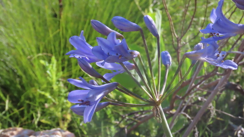 Agapanthus praecox minimus - (Lindl.)F.M.Leight. — photo