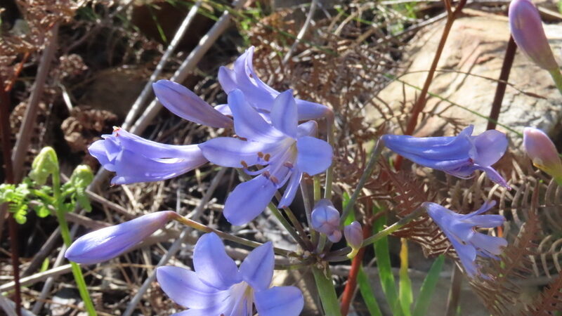 Agapanthus praecox minimus - (Lindl.)F.M.Leight.