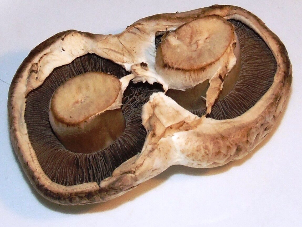 Agaricus bisporus (Meadow mushroom) — photo