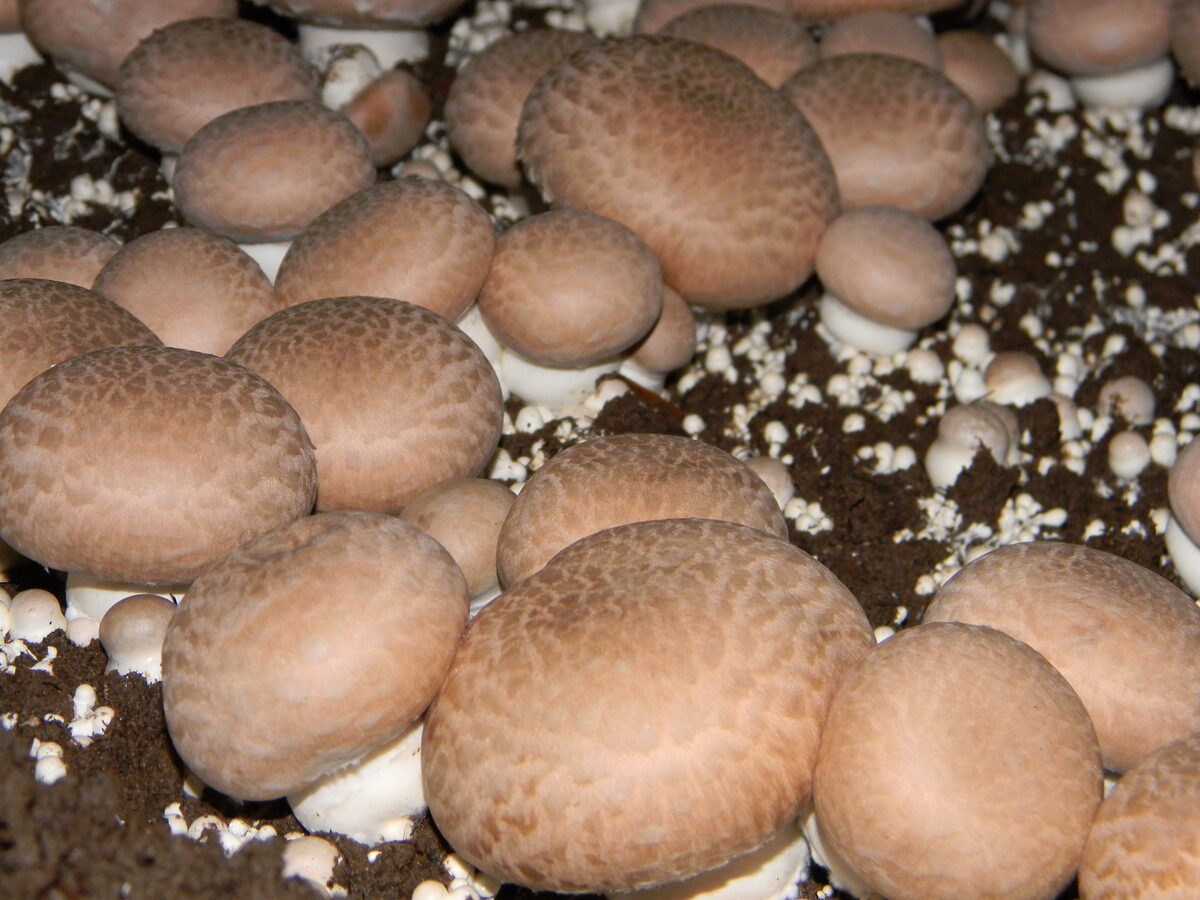 Agaricus bisporus