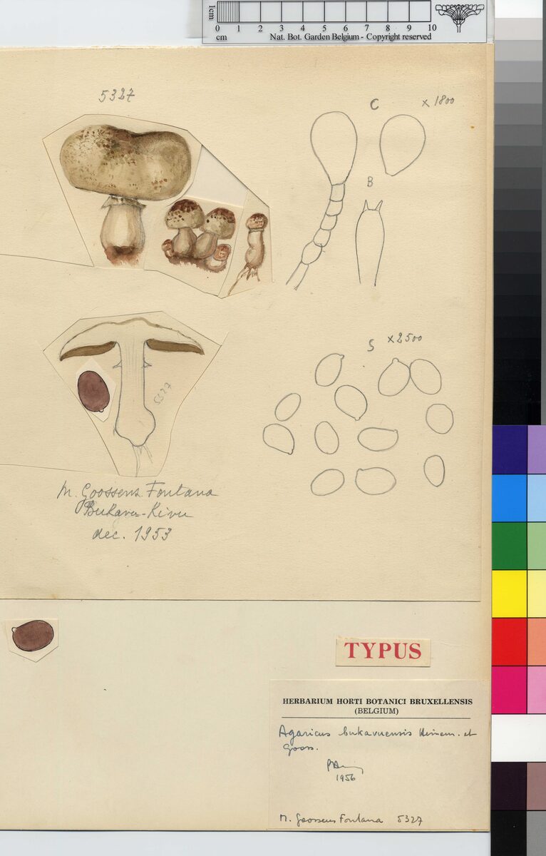 Agaricus bukavuensis — photo