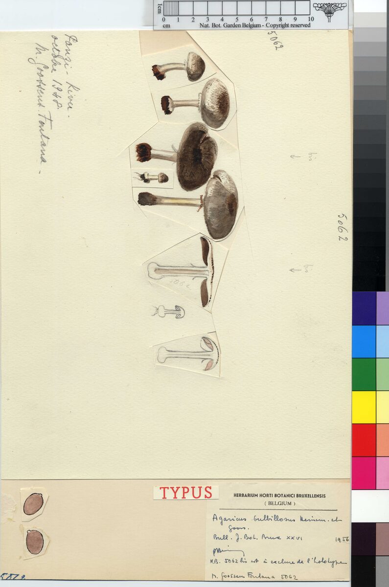 Agaricus bulbillosus — photo