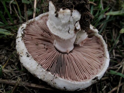 Agaricus cupreobrunneus — photo