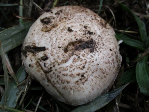 Agaricus cupreobrunneus — photo